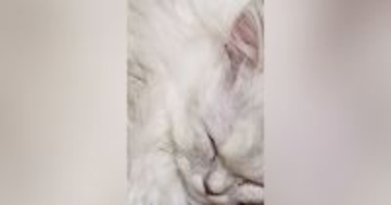 寝ている猫の『ヒゲ』をよーく見てみたら、先っぽが……思わず二度見の『驚きの光景』にSNSで反響「嘘みたいなホントの話に笑ったｗ」