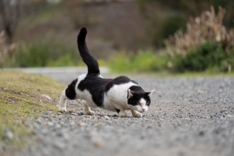 猫が『腰を低く』して歩くときの理由2つ　考えられる心理や注意すべきサインも解説