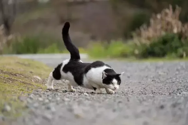 猫が『腰を低く』して歩くときの理由2つ　考えられる心理や注意すべきサインも解説