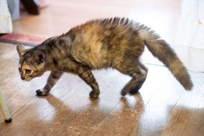 猫が『腰を低く』して歩くときの理由2つ　考えられる心理や注意すべきサインも解説