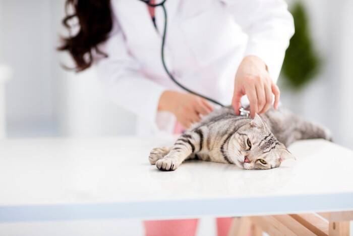 猫が『腰を低く』して歩くときの理由2つ　考えられる心理や注意すべきサインも解説
