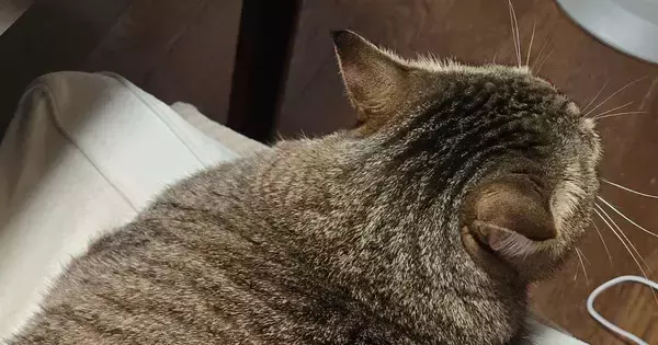 椅子の上にいた猫の『フォルム』が……幻の生物そっくりな光景に笑ってしまうと12万表示「カラダのラインがｗ」「すごい広がり方」