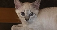 『白い毛色だった子猫』が、２年後…同じ猫とは思えない、激変した『現在の光景』に「柄が主張し過ぎてるｗ」「え、マジでだれｗ」と驚愕の声