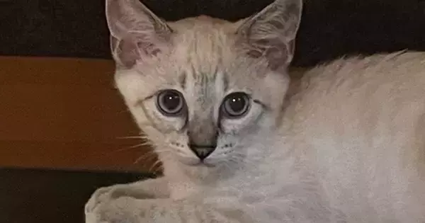 『白い毛色だった子猫』が、２年後…同じ猫とは思えない、激変した『現在の光景』に「柄が主張し過ぎてるｗ」「え、マジでだれｗ」と驚愕の声