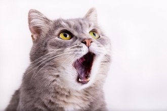 猫を悩ませる『鼻炎』3つの原因　慢性化するリスクや対処法も解説