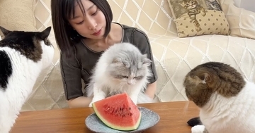 初めて見る『スイカ』に無関心な子猫が先住猫の反応で一変…微笑ましい光景に「みんな可愛すぎ」「幸せそうな顔ｗ」と笑顔になる人が続出