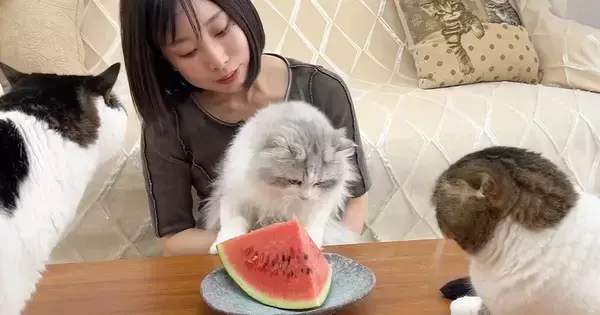 初めて見る『スイカ』に無関心な子猫が先住猫の反応で一変…微笑ましい光景に「みんな可愛すぎ」「幸せそうな顔ｗ」と笑顔になる人が続出