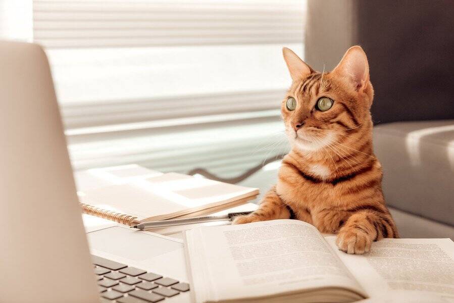 猫がする『まるで人間のような』仕草や行動4選　飼い主のマネをしているの？考えられる理由とは