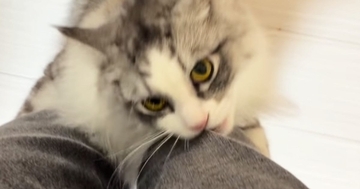 出かけようとしたら、猫がやってきて…必死の『行かないでアピール』が尊すぎると12万再生「離れたくないのね」「愛されてて羨ましい」