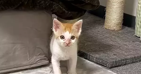 じっと見つめてくる子猫→じわじわと近づいてきて…思わずニヤける光景に「可愛すぎてダメージくらった」「ノックアウトｗ」と反響