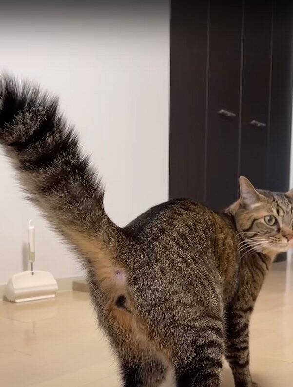 パパに甘えていた猫→帰宅したママに見られた結果…まさかの『衝撃の行動』が290万再生「大爆笑した」「恥ずかしいの可愛い」の声