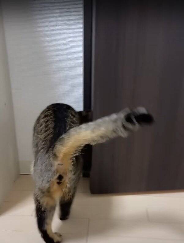 パパに甘えていた猫→帰宅したママに見られた結果…まさかの『衝撃の行動』が290万再生「大爆笑した」「恥ずかしいの可愛い」の声