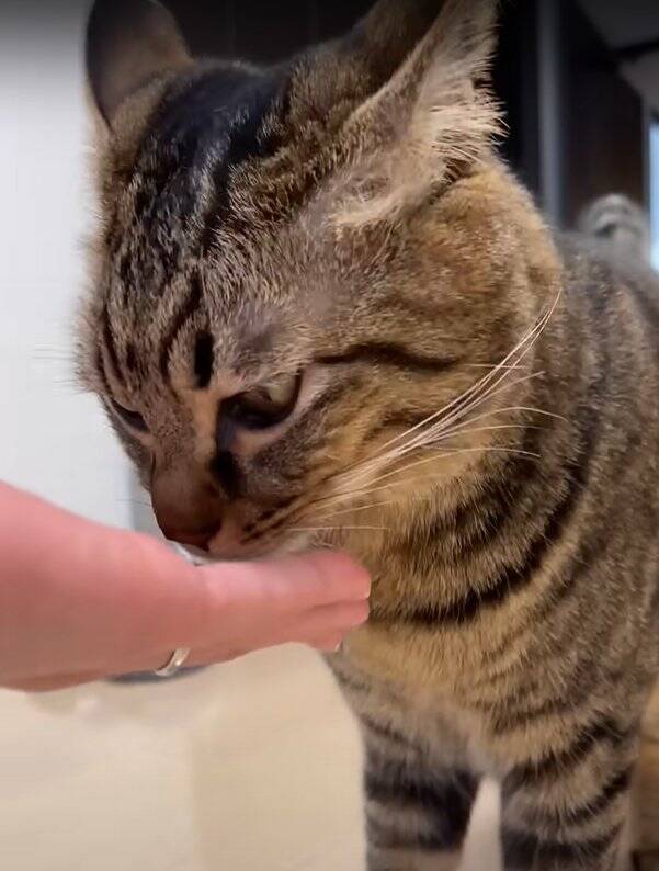 パパに甘えていた猫→帰宅したママに見られた結果…まさかの『衝撃の行動』が290万再生「大爆笑した」「恥ずかしいの可愛い」の声