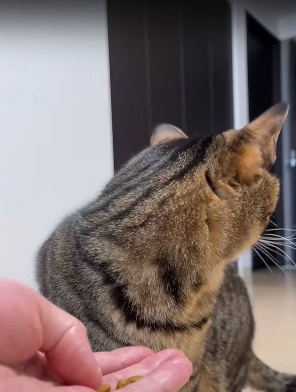 パパに甘えていた猫→帰宅したママに見られた結果…まさかの『衝撃の行動』が290万再生「大爆笑した」「恥ずかしいの可愛い」の声