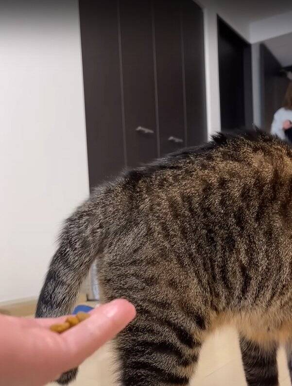 パパに甘えていた猫→帰宅したママに見られた結果…まさかの『衝撃の行動』が290万再生「大爆笑した」「恥ずかしいの可愛い」の声