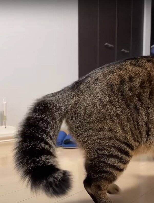 パパに甘えていた猫→帰宅したママに見られた結果…まさかの『衝撃の行動』が290万再生「大爆笑した」「恥ずかしいの可愛い」の声