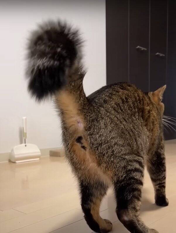 パパに甘えていた猫→帰宅したママに見られた結果…まさかの『衝撃の行動』が290万再生「大爆笑した」「恥ずかしいの可愛い」の声