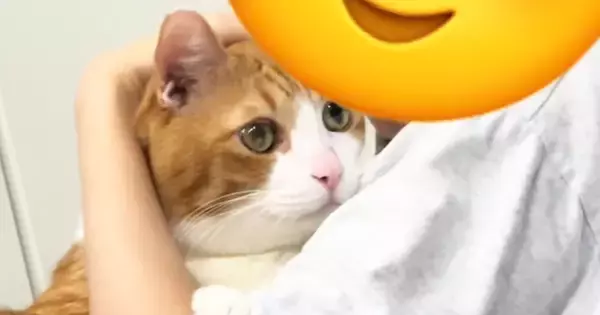妹のことが好きすぎる猫→お姉ちゃんが『名前を呼ぶ』と…つい笑ってしまう『リアクション』が25万再生「既読スルーで草」「かわいすぎる」
