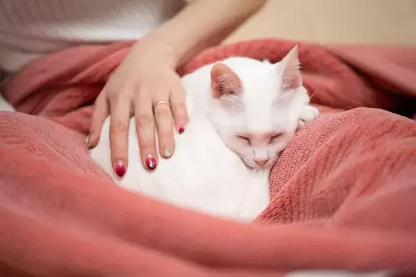 猫がいる暮らしが飼い主に与える『良い変化』4選　心身の健康にもたらす効果をご紹介