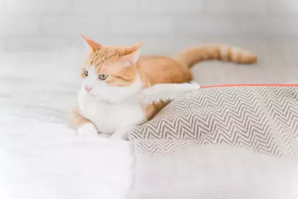 猫が『面倒くさい』と感じているときのサイン5つ　気が乗らない愛猫への適切な接し方まで