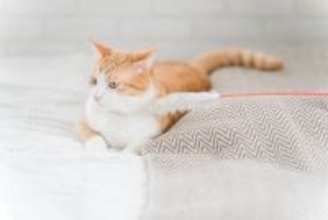 猫が『面倒くさい』と感じているときのサイン5つ　気が乗らない愛猫への適切な接し方まで