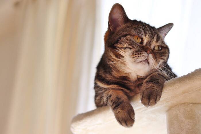 猫が『面倒くさい』と感じているときのサイン5つ　気が乗らない愛猫への適切な接し方まで