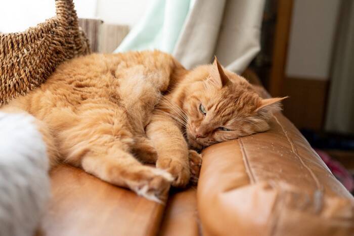 猫が『面倒くさい』と感じているときのサイン5つ　気が乗らない愛猫への適切な接し方まで