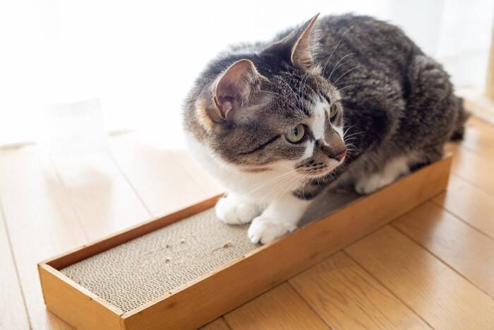 猫を迎える前に『備えておくべき物』5つ　必要になる理由や選び方のポイント