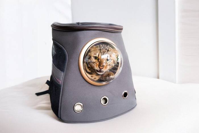 猫を迎える前に『備えておくべき物』5つ　必要になる理由や選び方のポイント