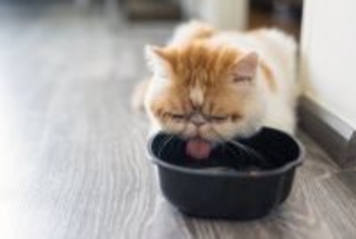 猫に飲ませてはいけない『水』の特徴4つ　危険な理由や飲んでしまったときの対処法