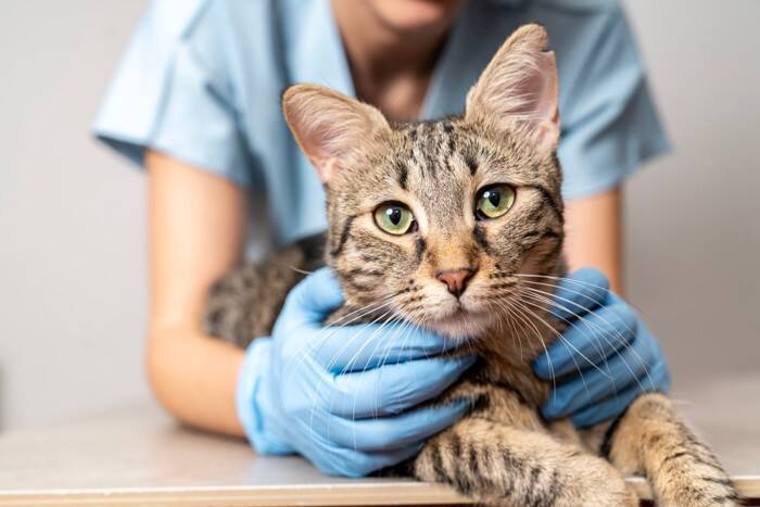 猫に飲ませてはいけない『水』の特徴4つ　危険な理由や飲んでしまったときの対処法