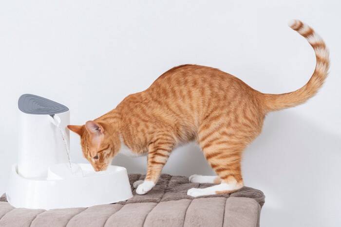 猫に飲ませてはいけない『水』の特徴4つ　危険な理由や飲んでしまったときの対処法