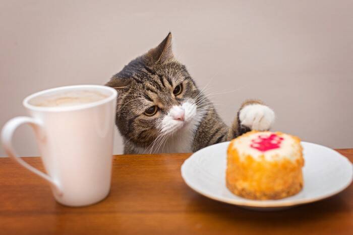 『猫を飼っている家』を訪問するときのマナー3つ　気遣うべき配慮や避けるべきNG行為まで