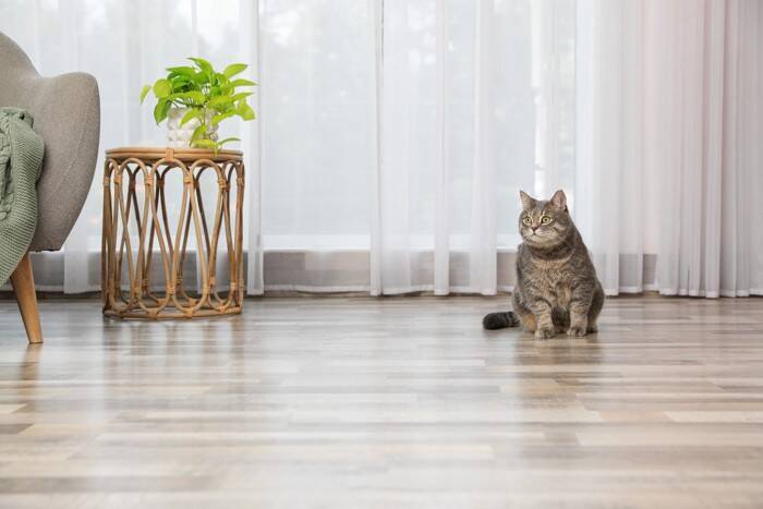 『猫を飼っている家』を訪問するときのマナー3つ　気遣うべき配慮や避けるべきNG行為まで