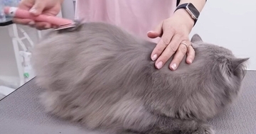 長毛猫をプロがシャンプーした結果→『毛の色』が変化して……『劇的なビフォーアフター』に「衝撃だね」「大人しくて可愛らしい」と反響
