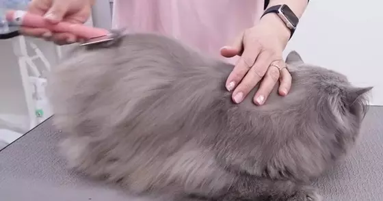 長毛猫をプロがシャンプーした結果→『毛の色』が変化して……『劇的なビフォーアフター』に「衝撃だね」「大人しくて可愛らしい」と反響