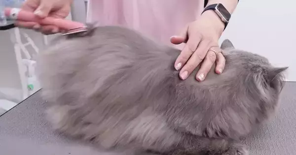 長毛猫をプロがシャンプーした結果→『毛の色』が変化して……『劇的なビフォーアフター』に「衝撃だね」「大人しくて可愛らしい」と反響