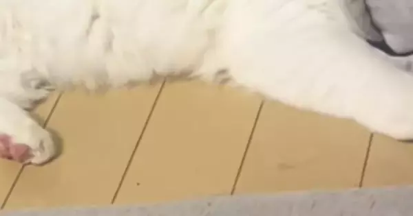 かまってアピールする猫を『少しだけ無視』してしまった結果…まさかの光景に５万いいね「しっぽが凄い反応してるｗ」「態度で示してるねｗ」