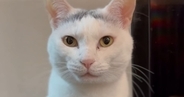 猫に『ウナーして』と声をかけてみると…たまらなく可愛い『やり取り』が36万再生「幸せな気持ちになった」「お付き合いしてくれて羨ましい」