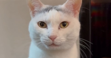 猫に『ウナーして』と声をかけてみると…たまらなく可愛い『やり取り』が36万再生「幸せな気持ちになった」「お付き合いしてくれて羨ましい」