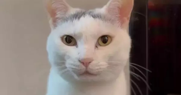 猫に『ウナーして』と声をかけてみると…たまらなく可愛い『やり取り』が36万再生「幸せな気持ちになった」「お付き合いしてくれて羨ましい」