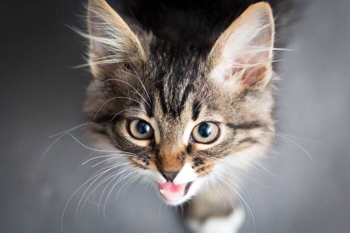 猫が『よく喋る』ときに考えられる理由5つ　何か要求があるの？応え方の注意点まで