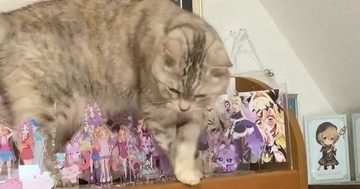 アクスタがびっしりと並ぶ棚の上に『猫が乗った』結果…『驚愕の一部始終』に15万いいね「見守るしかないんだよねｗ」「猫ほんとすごい」