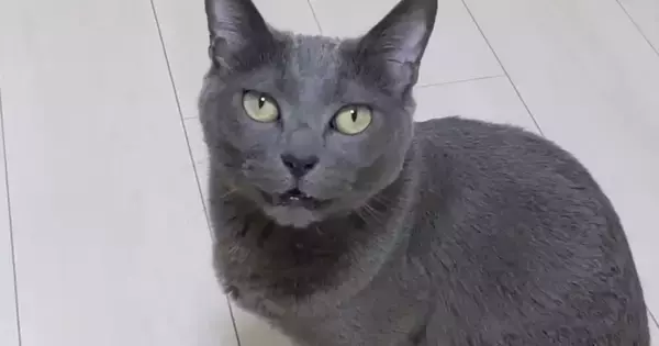 『大好きな娘が起きない』とママに助けを求める猫→ついて行ってみると…可愛すぎる光景が24万再生「健気だね」「本当に大好きなのが伝わる」
