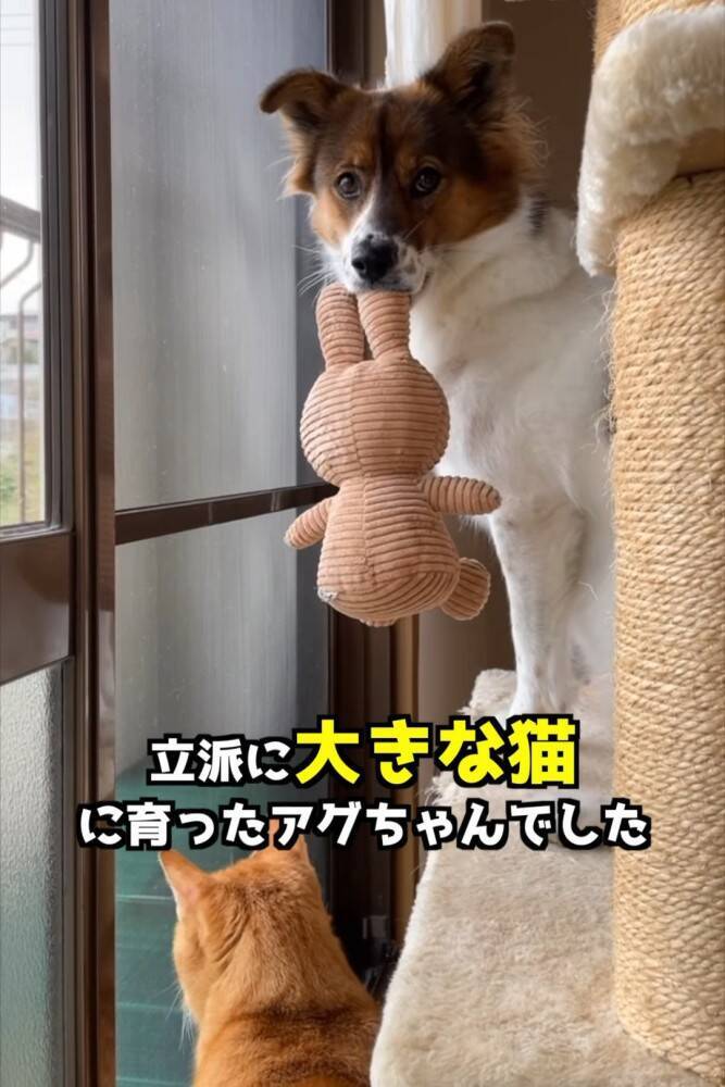 小さい頃から猫といっしょに暮らした犬→まさかすぎる成長を遂げた『現在の姿』が…「ニャって言いそう」「学会報告できないかな」と282万再生