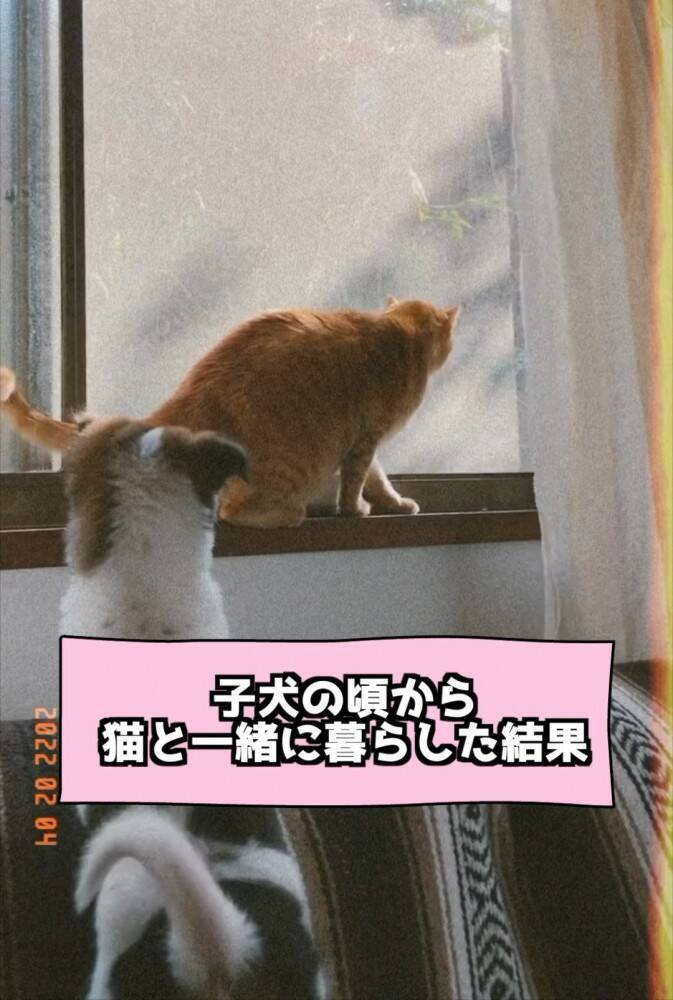 小さい頃から猫といっしょに暮らした犬→まさかすぎる成長を遂げた『現在の姿』が…「ニャって言いそう」「学会報告できないかな」と282万再生
