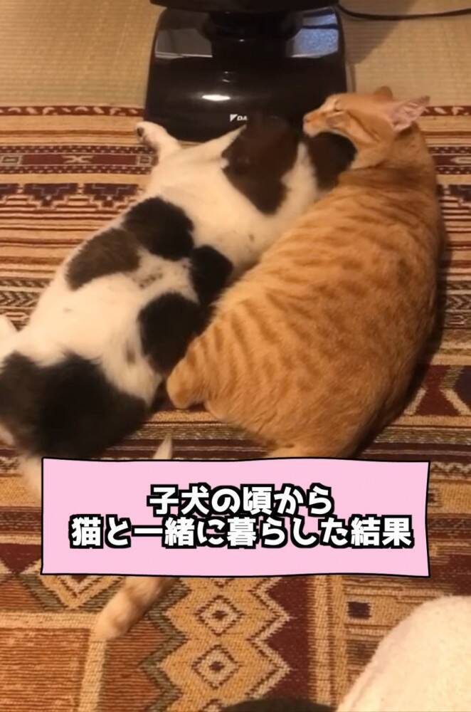 小さい頃から猫といっしょに暮らした犬→まさかすぎる成長を遂げた『現在の姿』が…「ニャって言いそう」「学会報告できないかな」と282万再生