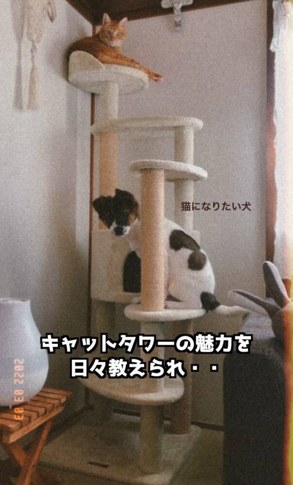 小さい頃から猫といっしょに暮らした犬→まさかすぎる成長を遂げた『現在の姿』が…「ニャって言いそう」「学会報告できないかな」と282万再生