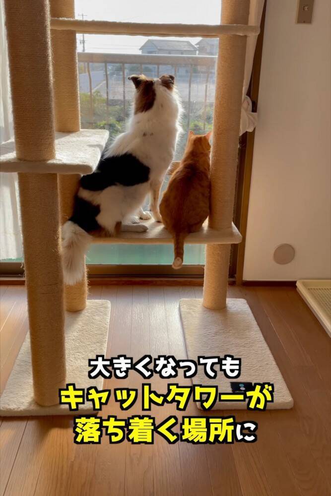 小さい頃から猫といっしょに暮らした犬→まさかすぎる成長を遂げた『現在の姿』が…「ニャって言いそう」「学会報告できないかな」と282万再生