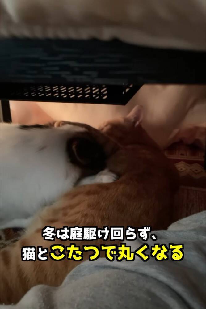 小さい頃から猫といっしょに暮らした犬→まさかすぎる成長を遂げた『現在の姿』が…「ニャって言いそう」「学会報告できないかな」と282万再生